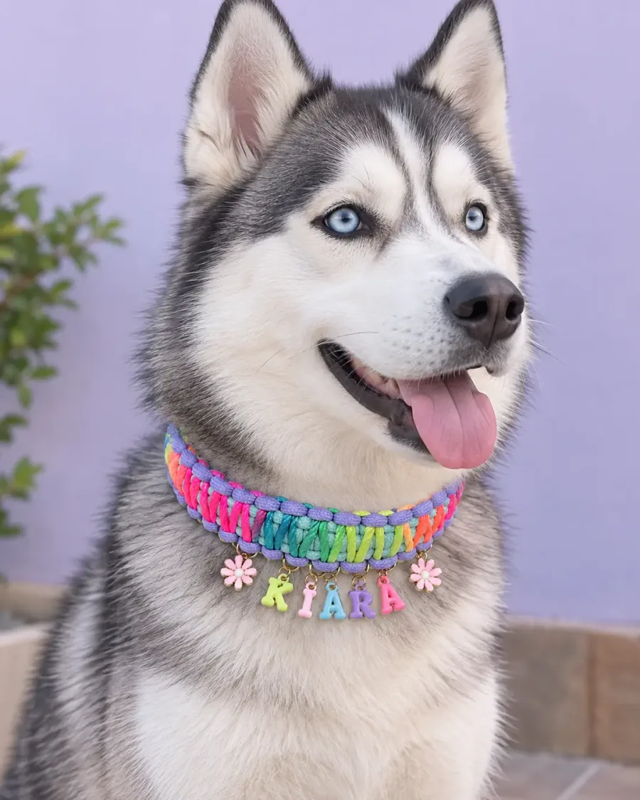 Kiara, una husky de ojos azules, con su collar tejido en colores arcoíris, dijes de flores y su nombre en letras de colores